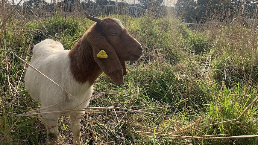 A goat stands in some grass.