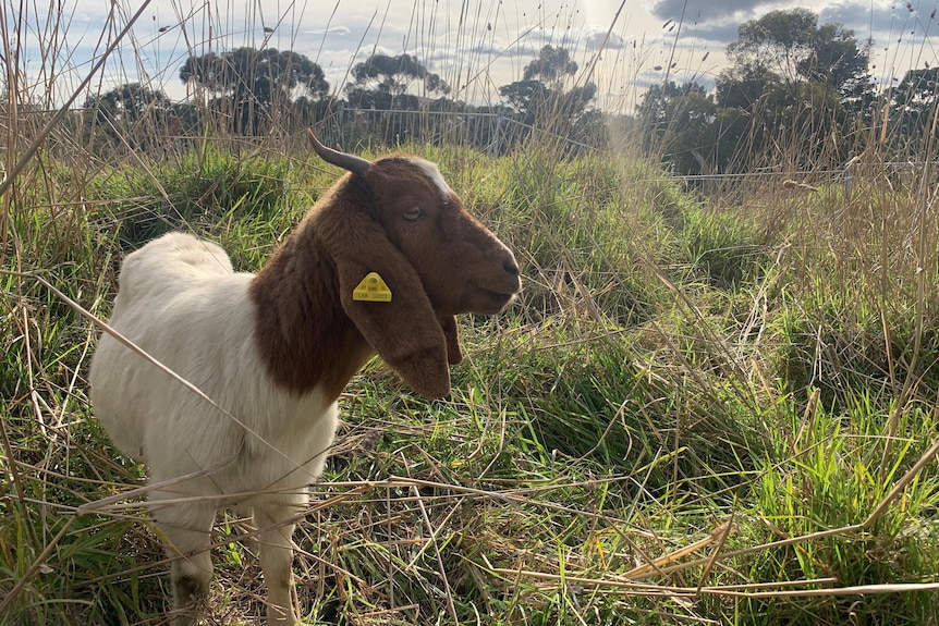 A goat stands in some grass.