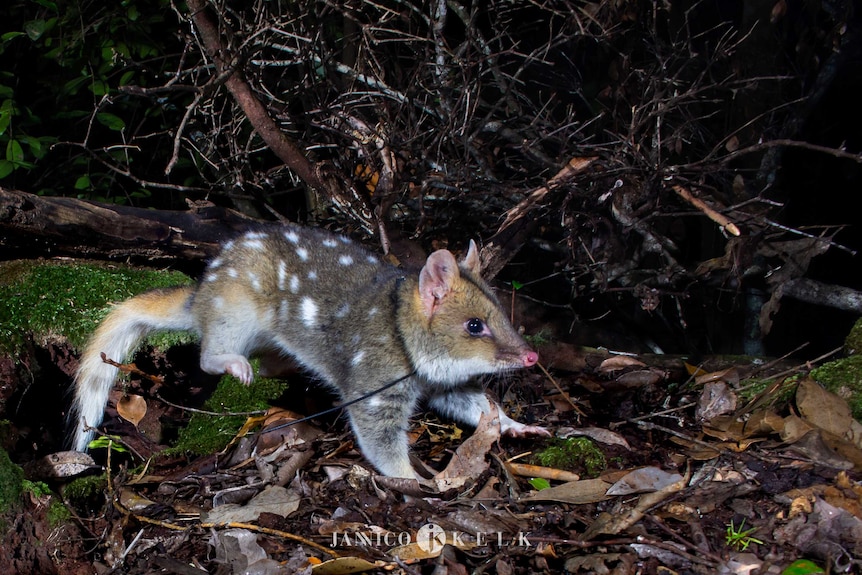 A quoll in bushland, looking alert and ready to spring into action.