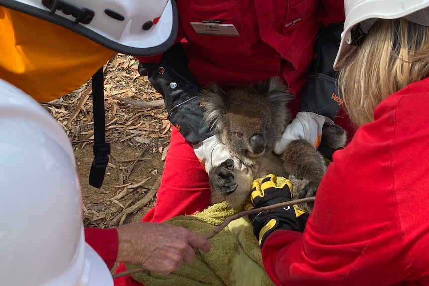 A koala is held by two volunteers while a third person checks it for burns