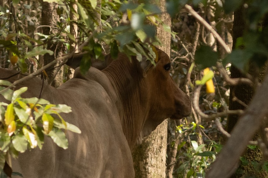 close up of a cow among mangroves