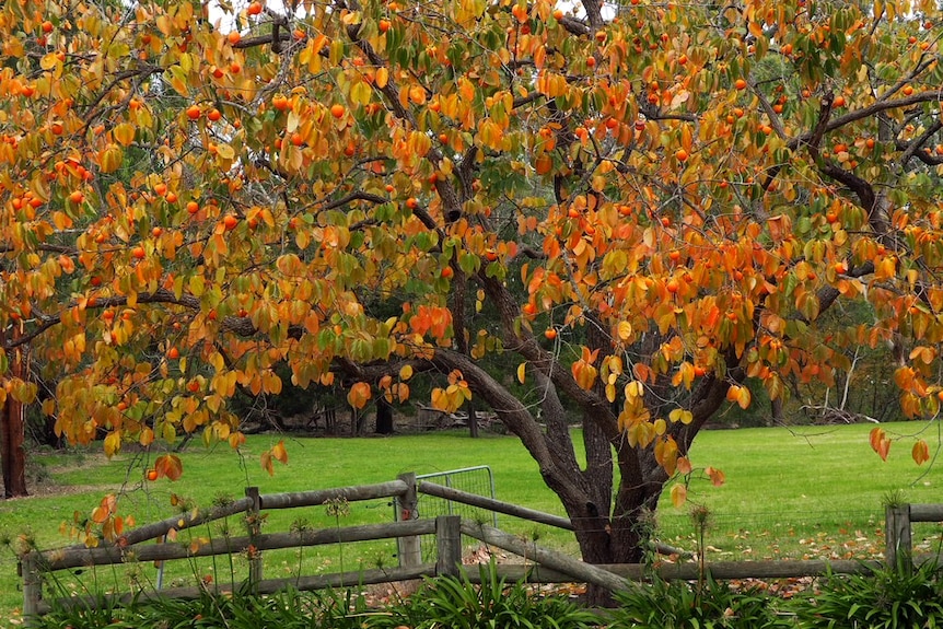 Persimmon tree at Mylor