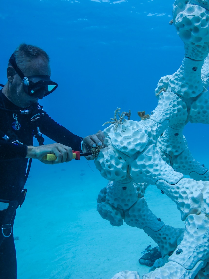 A man in a black seadiving suit uses pliers to install small coral frags on a new MARS unit.