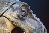 Tyrannosaurus rex model