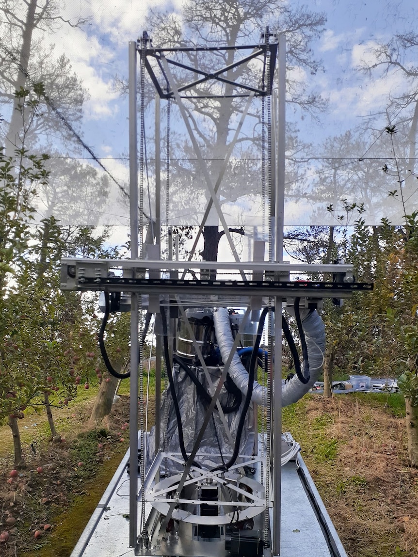 A metal fruit picker with suction arm stands in between rows of fruit.