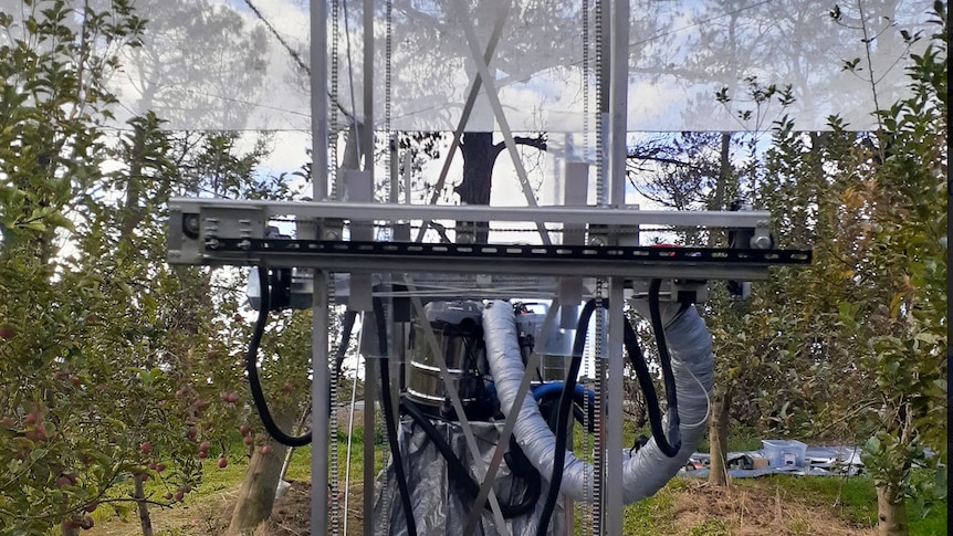 A metal fruit picker with suction arm stands in between rows of fruit.
