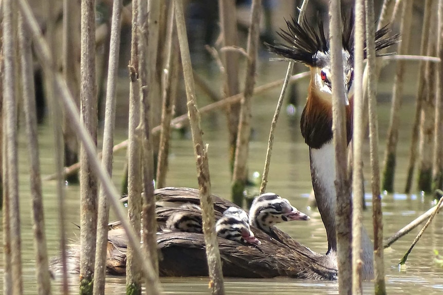 Great Crested Grebe.