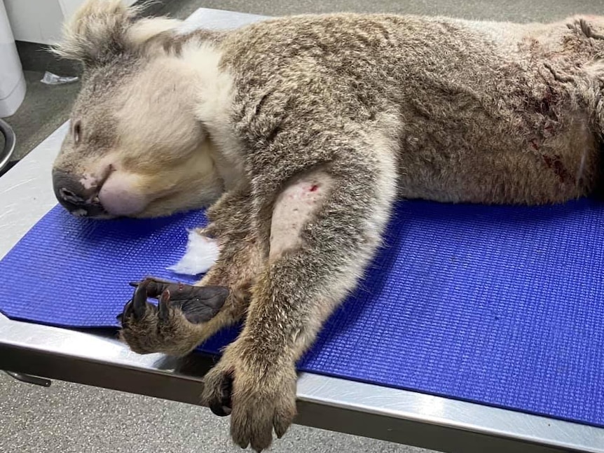 A koala with a dog bite at an animal shelter