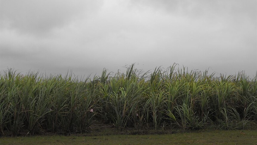 Rain clouds loom over cane fields near Mackay.