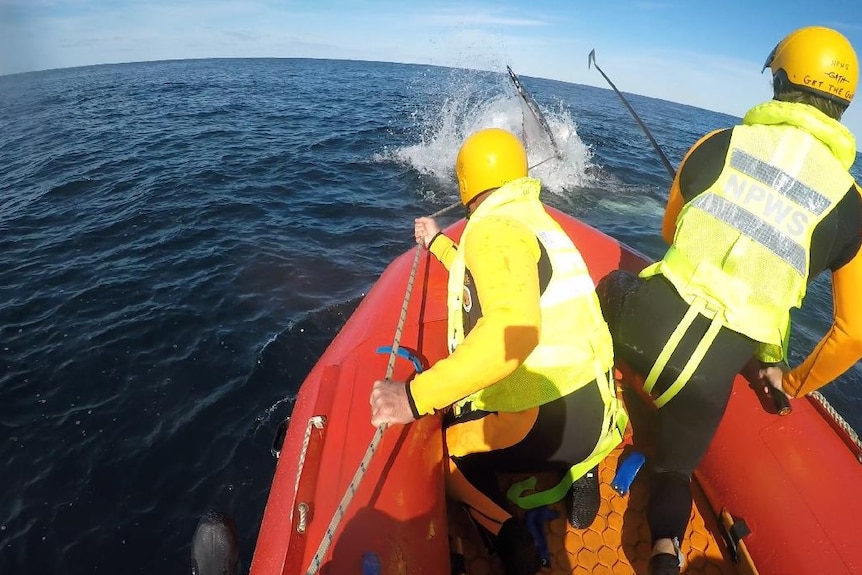 Two people in wetsuits in an inflatable boat, removing lines from around a whale in the ocean.