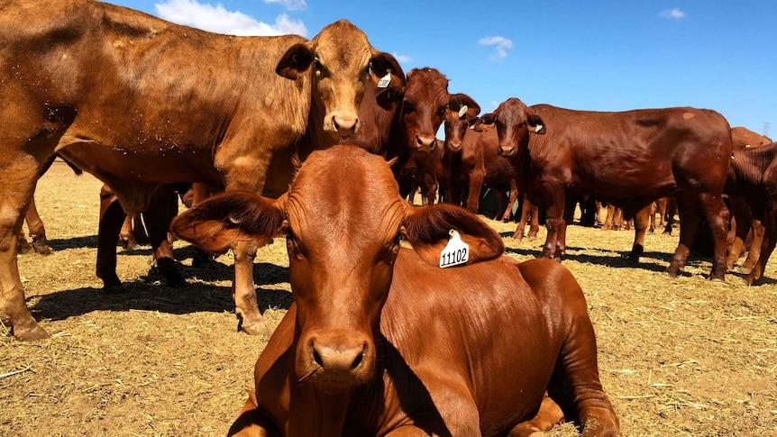 cows in pilbara paddock