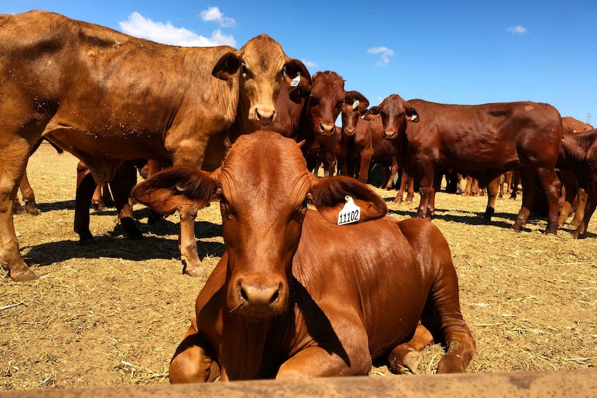 mucche nel paddock di pilbara