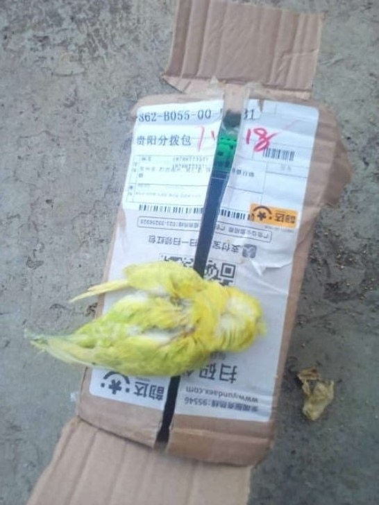 A dead budgie is laid on top of a cardboard box with the courier company's label on top.