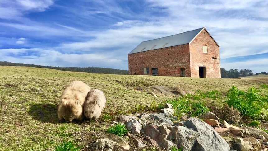 A mother and baby wombat on a grassy hill, with an old brick building in the background.