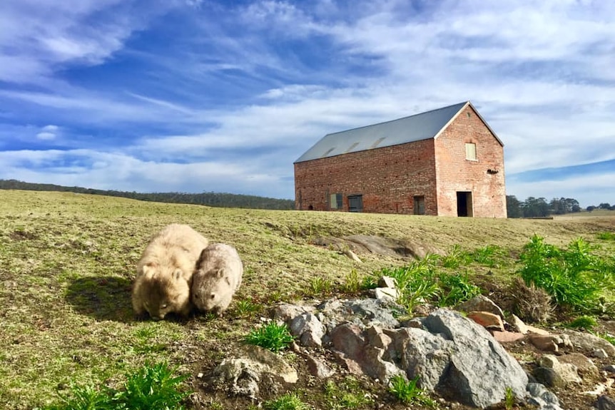 A mother and baby wombat on a grassy hill, with an old brick building in the background