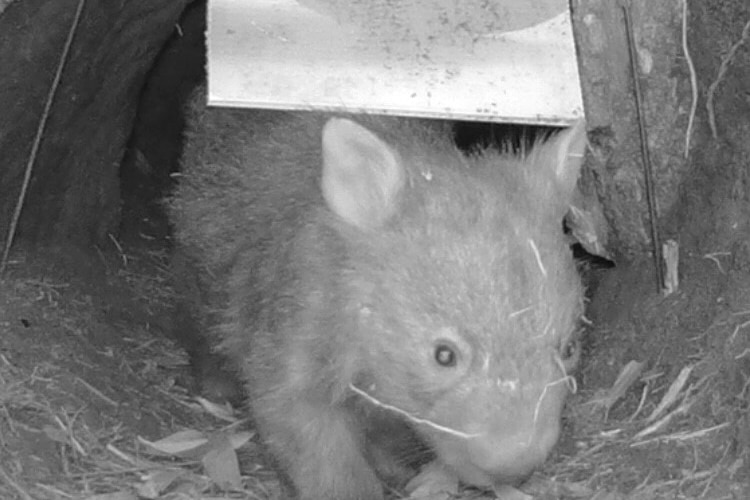 A black and white night vision image of a wombat leaving its burrow through a mange flap.