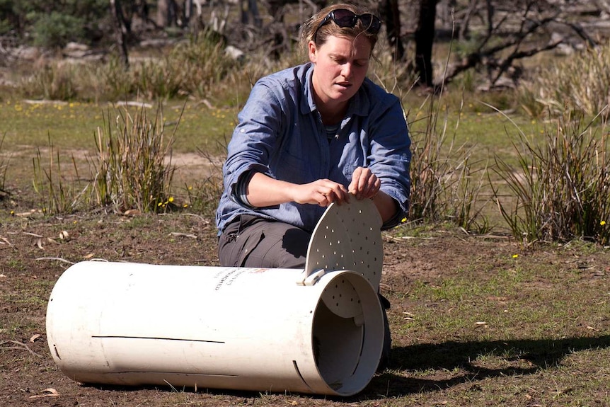 Rowena Hamer preparing to release an animal into the wild.