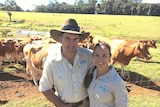 Couple in front of cows.