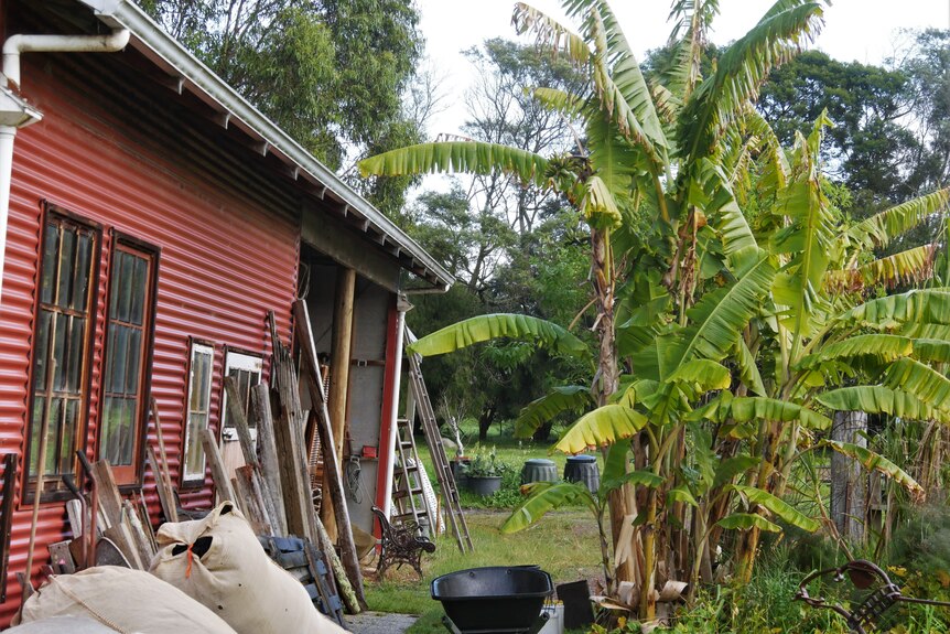Banana and sugarcane crops next to a red shed
