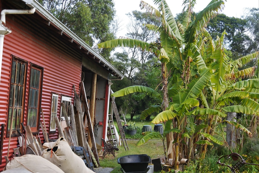 Banana and sugarcane crops next to a red shed