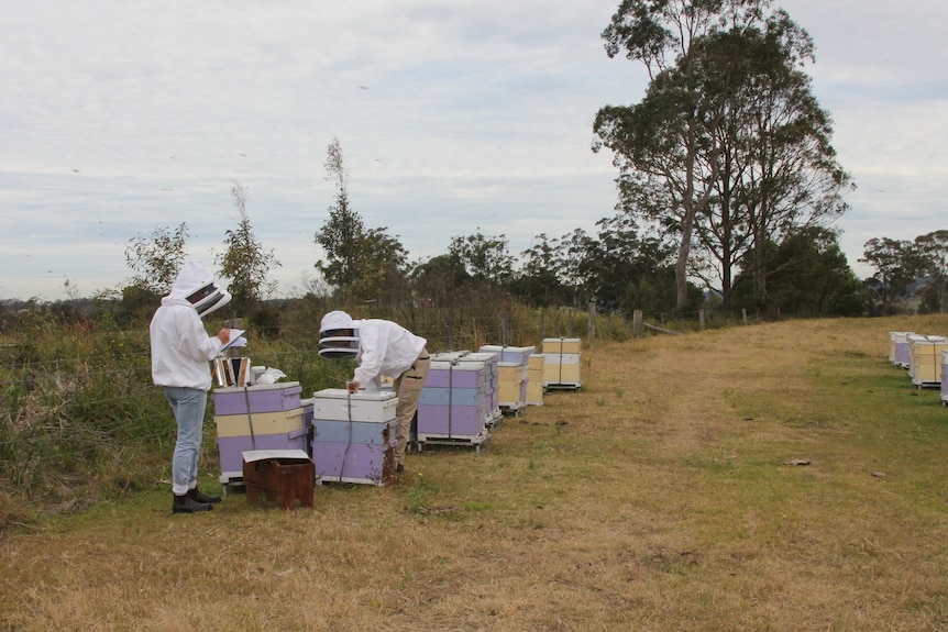 two people wearing protective clothing inspecting bee hives