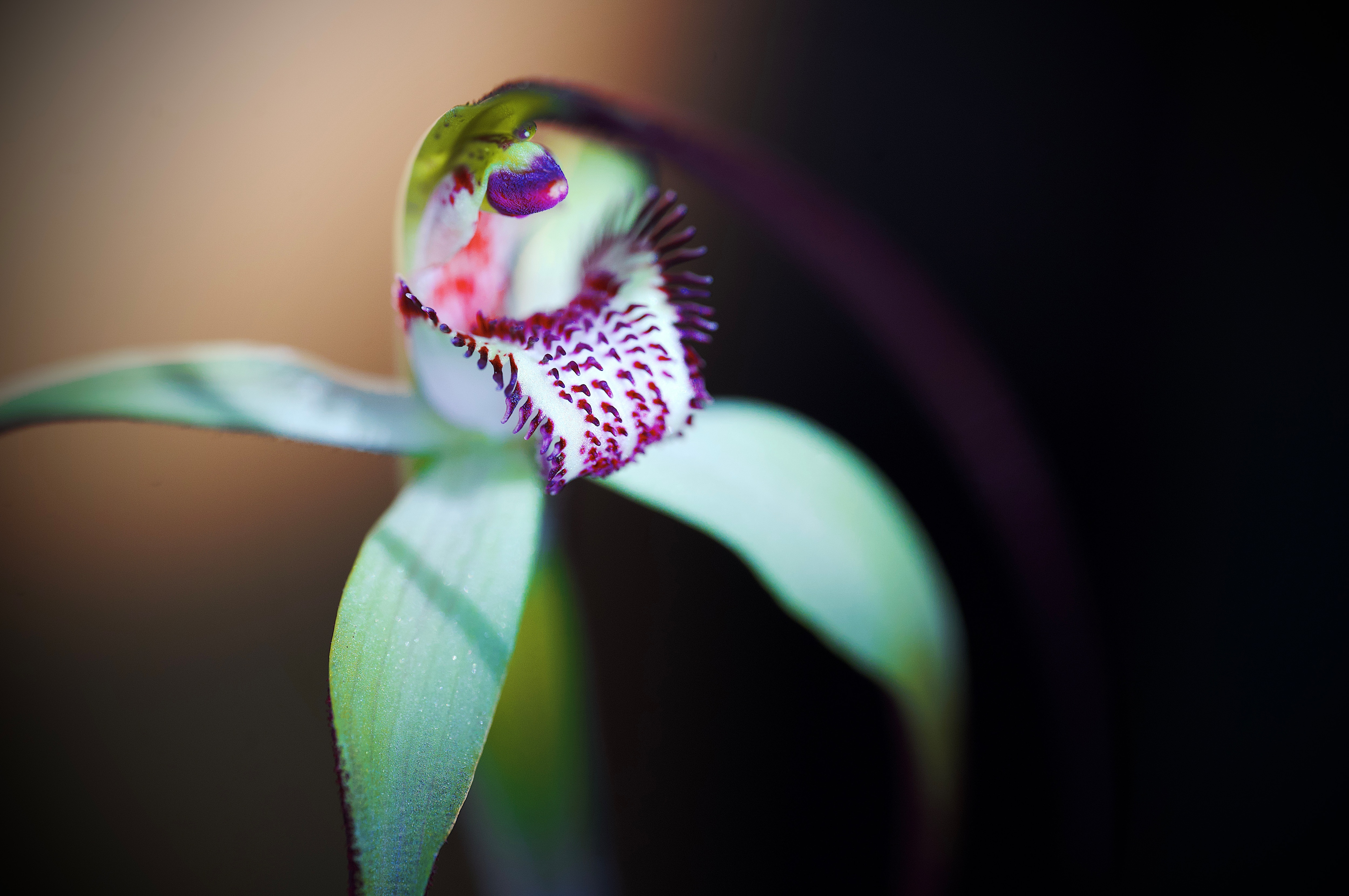 Helping snap brilliant photos of orchids all part of conservation work