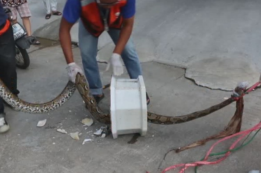 Rescue workers attempt to pull a long snake through the bowl of a toilet.
