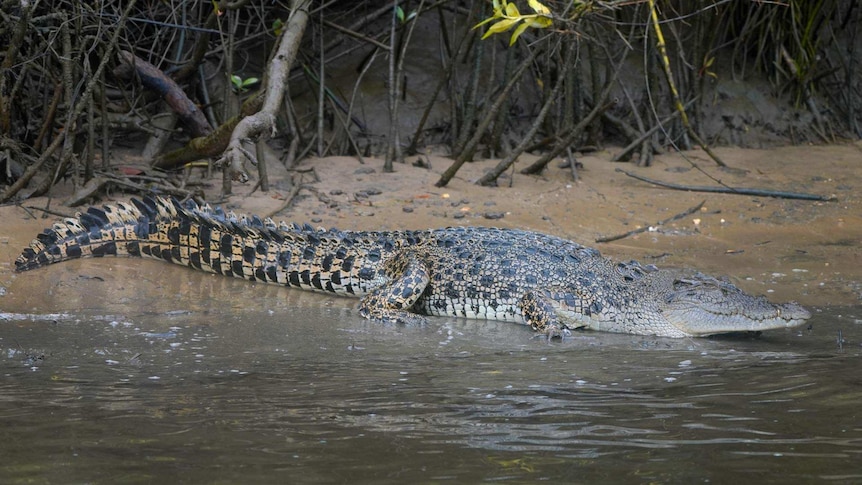 A crocodile on a riverbank.