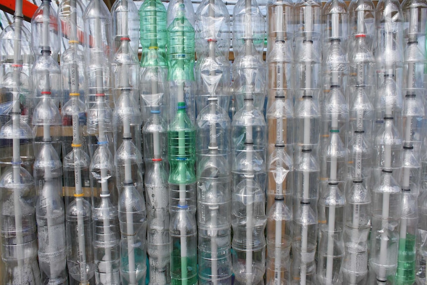 One of the walls of the recycled bottle greenhouse