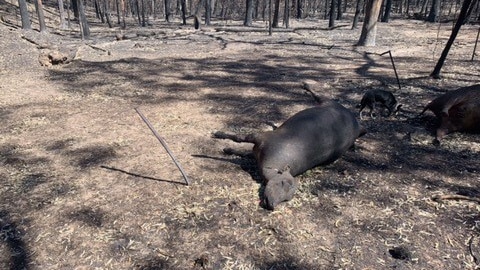 a burnt animal, a cow lies on the ground among urn-out trees