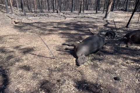 a burnt animal, a cow lies on the ground among urn-out trees