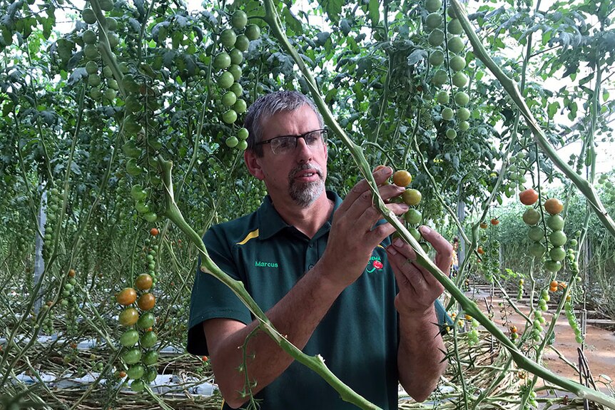 Farmer Marcus Brandsema