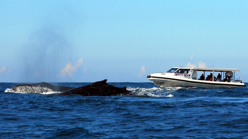 Two whales and a Jetty Dive boat off Coffs Harbour