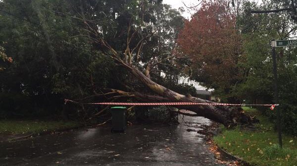 Fallen trees block streets in Frenchs Forest