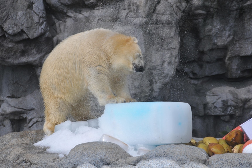 A polar bear shakes off water as it plays with a large ice cube