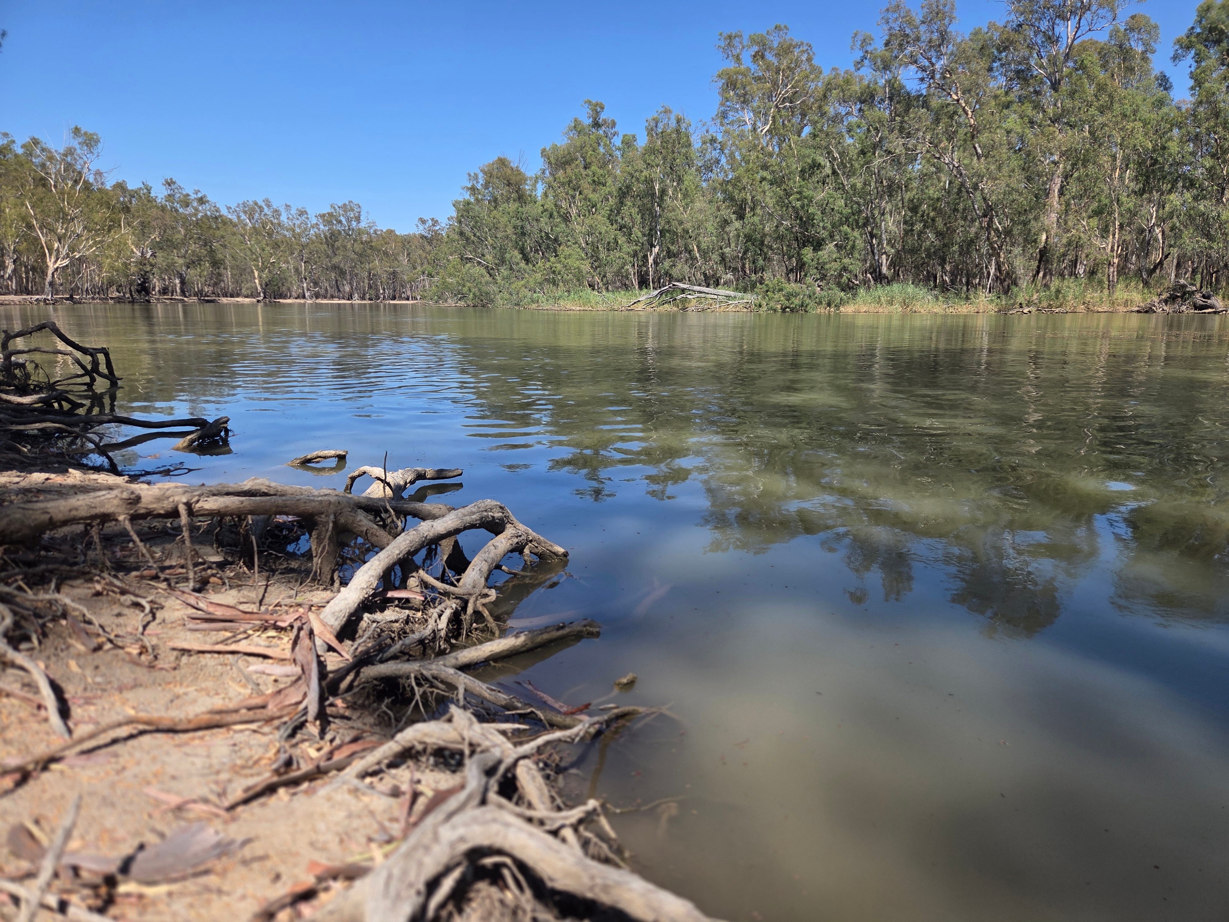 Roots sticking out of the Murray River bank