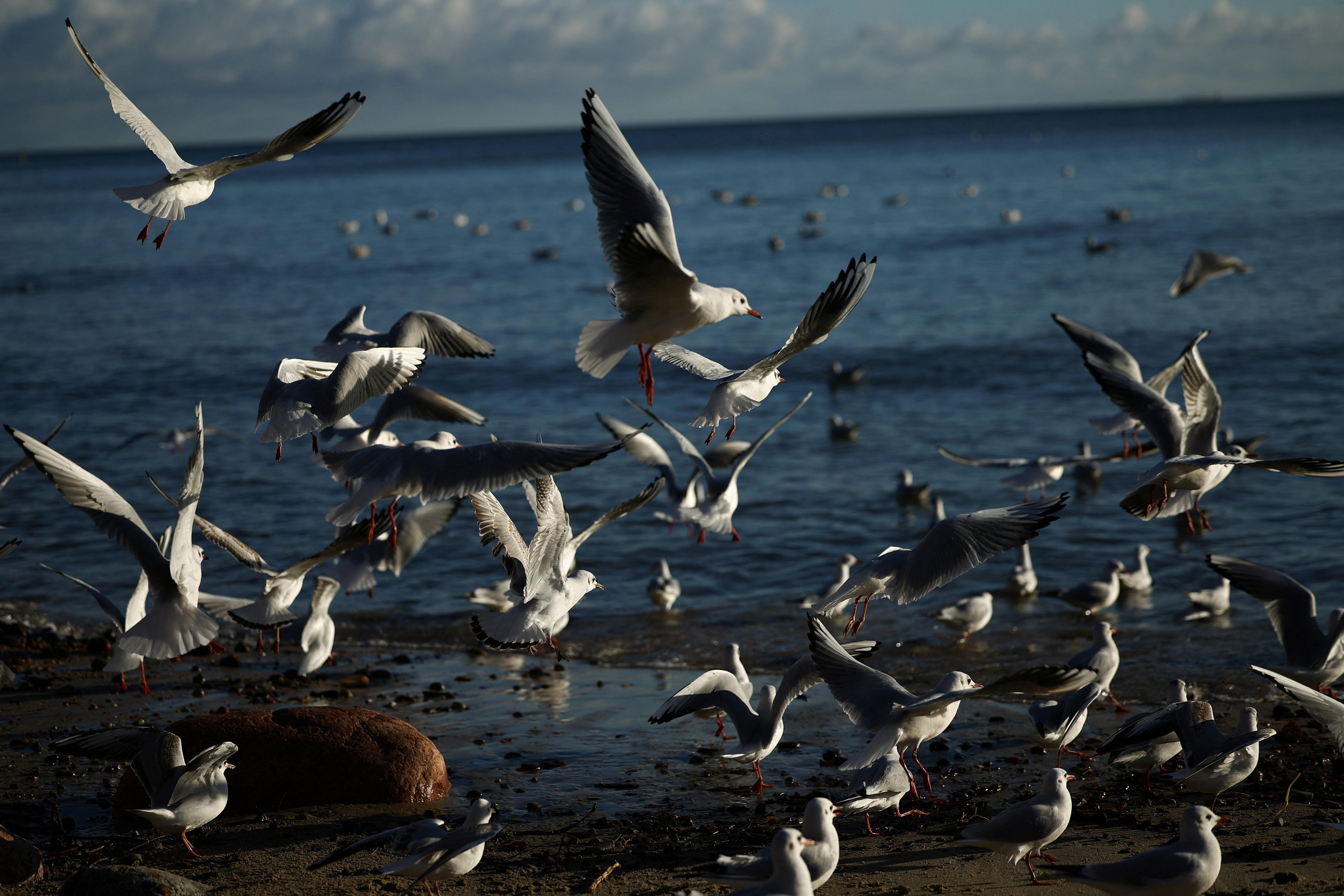 A group of seagulls take flight on a beach.