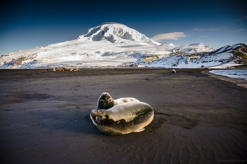 Two seals cuddle up close on a muddy beach in front of a snowy mountain, they are looking into the camera.