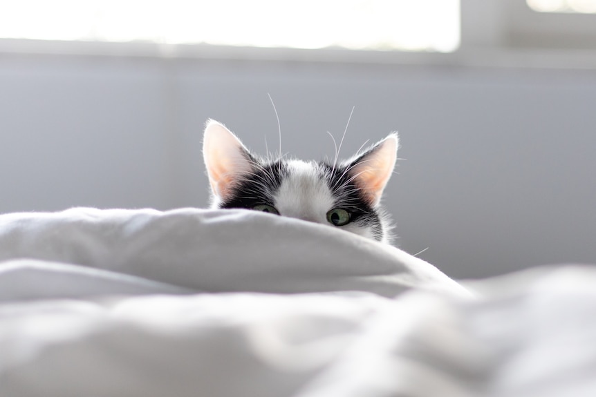 A black and white cat peering over some white bed sheets