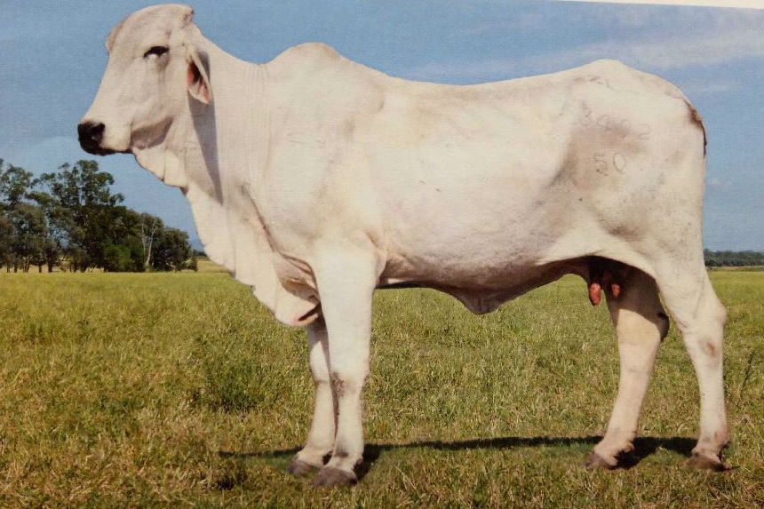 A photo of a Brahman cow standing in a grassed paddock
