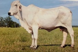 A photo of a photo of a Brahman cow standing in a grassed paddock