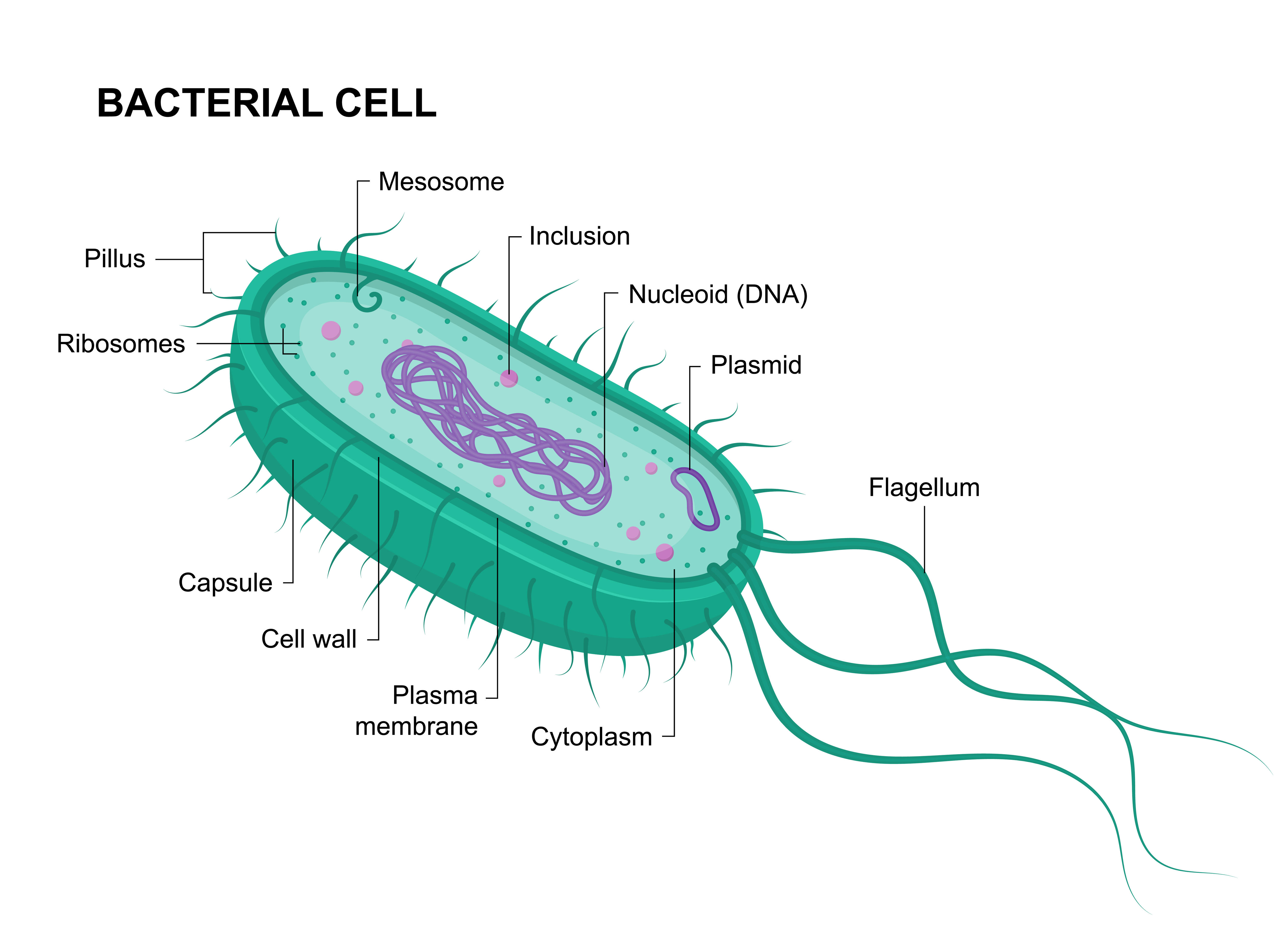 Diagram of bacteria cell