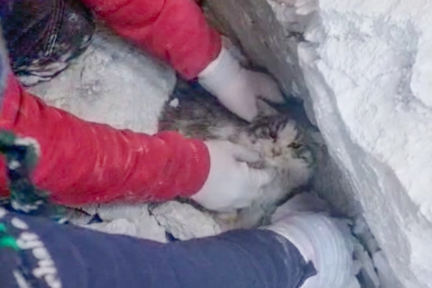 Two men dig through the rubble to reach a cat trapped underneath.