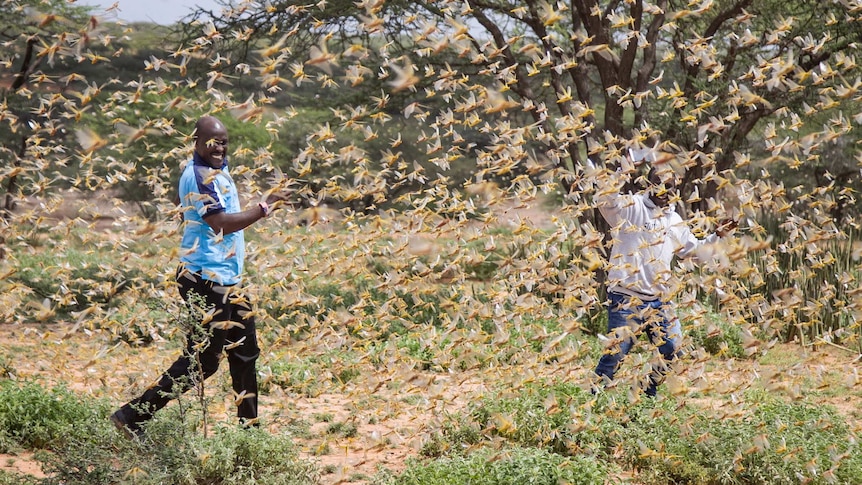 Two men in the middle of a swarm of locusts
