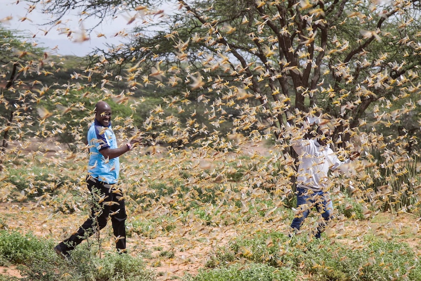 Two men in the middle of a swarm of locusts