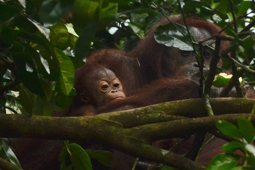 A baby orangutan and its mother peak out from behind a tree