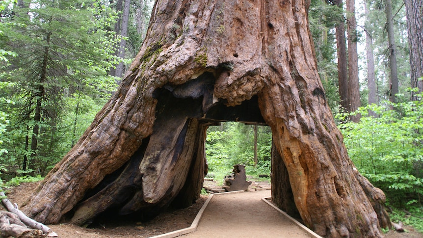 Pioneer Cabin Tree standing.