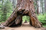 Pioneer Cabin Tree standing.