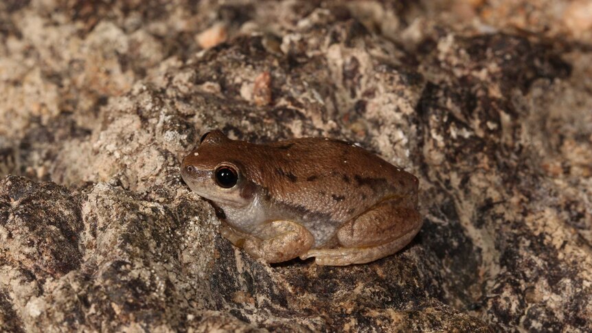 Close up of a small brown frog