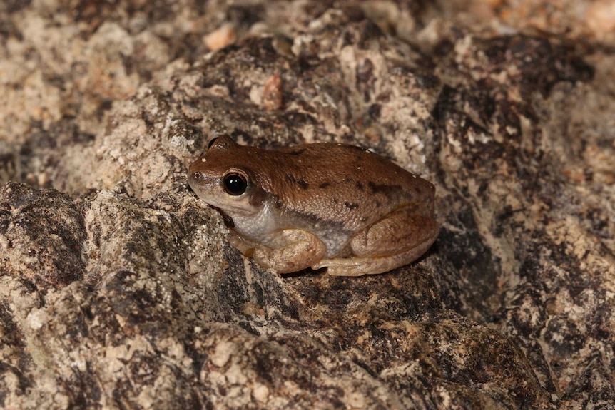 Close up of a small brown frog